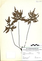 藏品(黑心蕨)的圖片